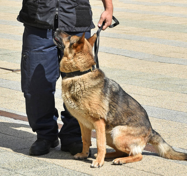 Αξιωματικός της αστυνομίας και ο Γερμανικός Ποιμενικός Σκύλος - Φωτογραφία, εικόνα