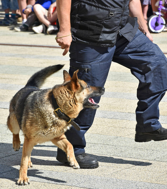 Oficial de policía y su perro pastor alemán
 - Foto, imagen