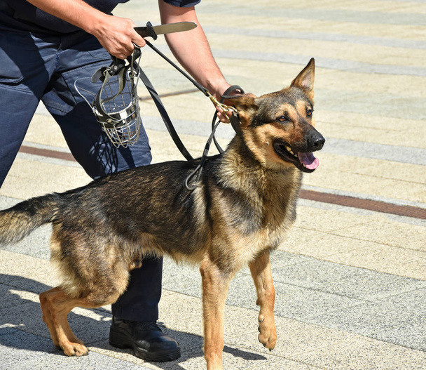 Polizist und sein Schäferhund tun - Foto, Bild