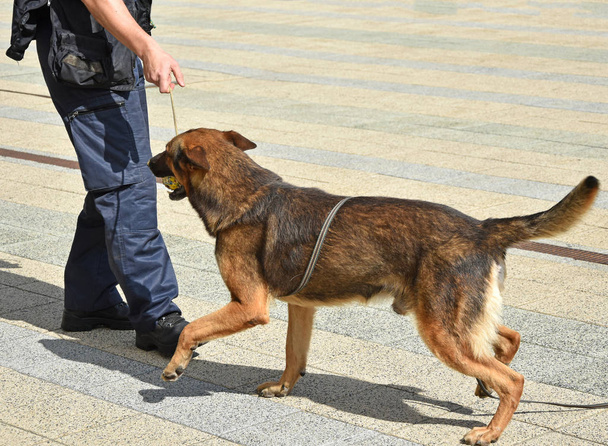 警察官と彼のジャーマン ・ シェパード犬 - 写真・画像