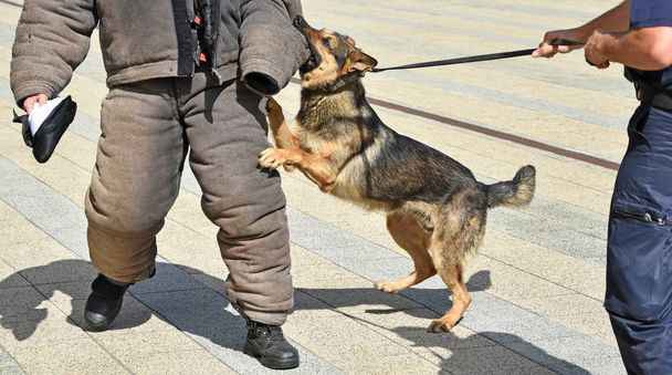 Polizeihund in Ausbildung - Foto, Bild