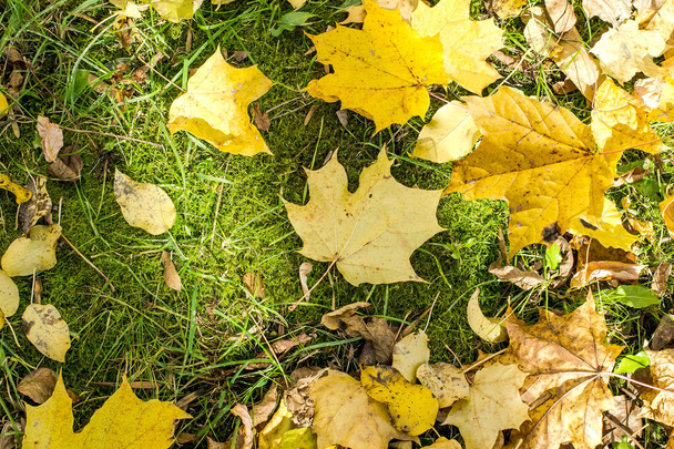 Fond naturel lumineux de feuilles d'érable jaunes sur herbe verte. Journée ensoleillée d'automne dans le parc
 - Photo, image