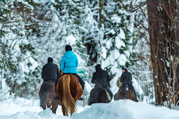 バックの森を見る冬の馬に乗る観光客 - 写真・画像