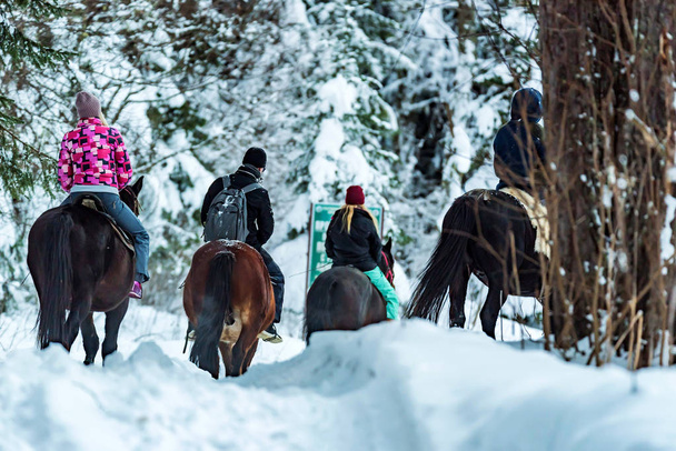 Les touristes montent à cheval dans la forêt d'hiver vue arrière
 - Photo, image