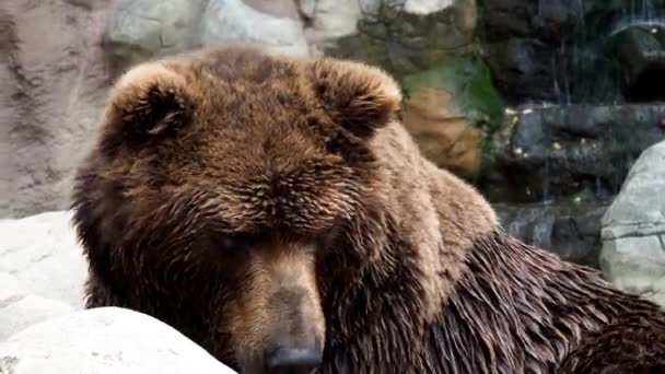 Urso-de-camchatka-marrom (Ursus arctos beringianus). Casaco de pele marrom, perigo e animal aggresivo. Grande mamífero da Rússia. - Filmagem, Vídeo