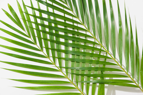 green leaves of palm tree on white background - Valokuva, kuva