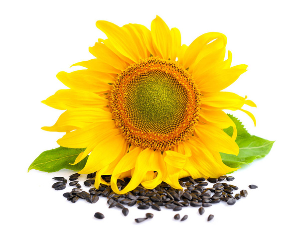 Keltainen auringonkukka ja auringonkukansiemenet valkoisella pohjalla
 - Valokuva, kuva