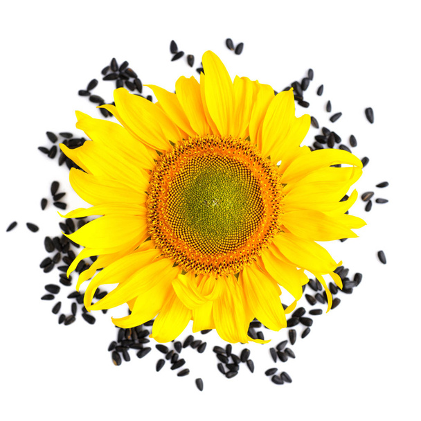 Žluté slunečnice a slunečnicová semena na bílém pozadí. Horní pohled - Fotografie, Obrázek