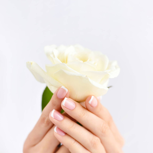 Mains d'une femme avec belle manucure française et rose blanche
 - Photo, image