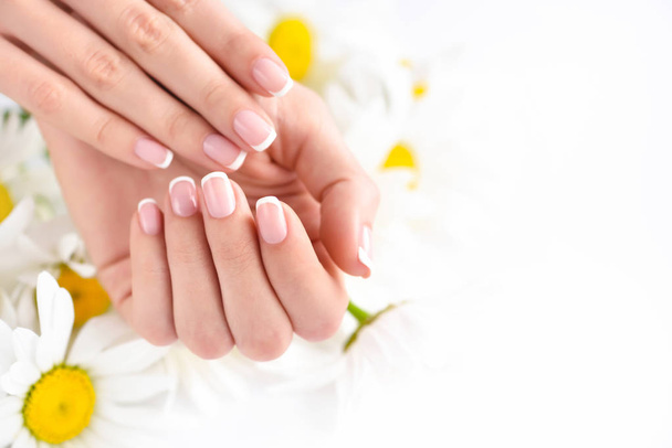 Beautiful woman french manicured hands with fresh daisy flowers  - Фото, изображение