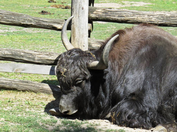 Изолированная самка коров Як лежит и отдыхает рядом с деревянным забором Палинг в солнечный день
 - Фото, изображение