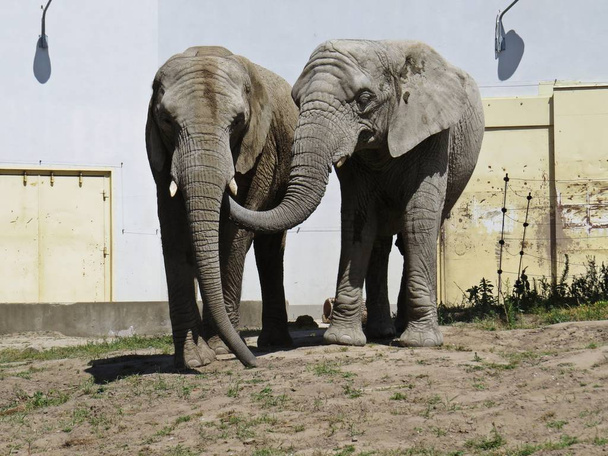 Kaksi suurta valtavaa norsua yhdessä rakkaudessa Sulje
 - Valokuva, kuva