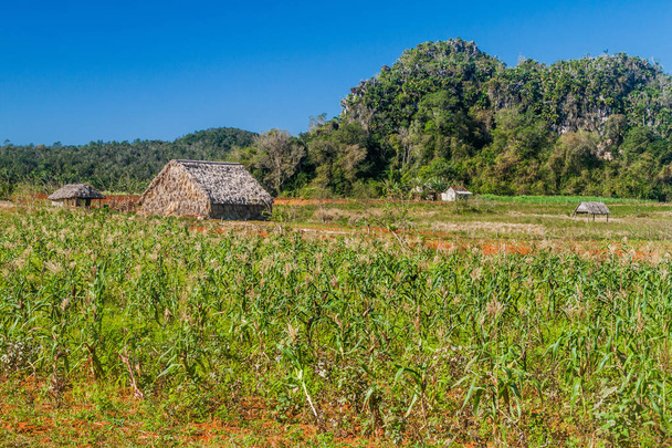Agricultural landscape of Vinales valley, Cuba. Field of maize. - Fotoğraf, Görsel