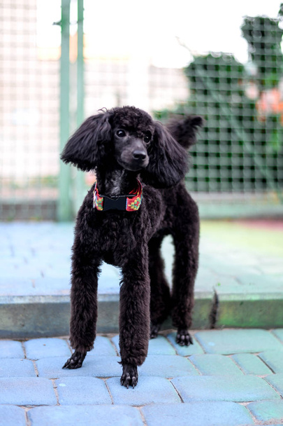 oynak yakışıklı genç siyah fino köpeği açık havada - Fotoğraf, Görsel