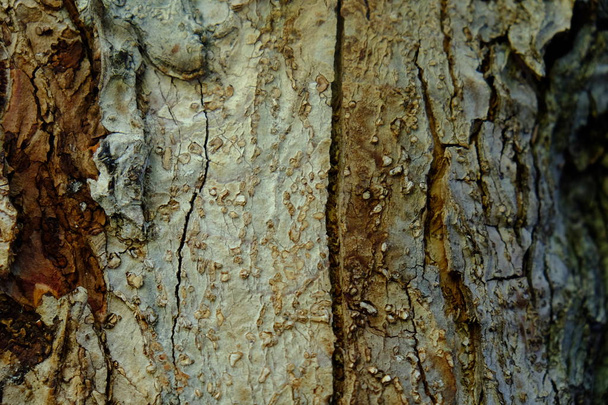 Wood tree texture for backgrounds - Fotoğraf, Görsel