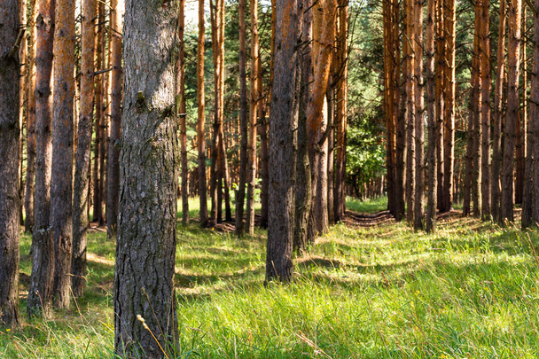 Slender rows of pines. Juicy green grass - Foto, afbeelding