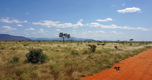 зелений природний пейзаж в кенійському сафарі-парку після дощового сезону
 - Фото, зображення