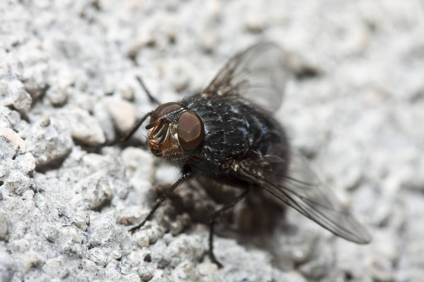 μια μύγα στο φαγητό - Φωτογραφία, εικόνα
