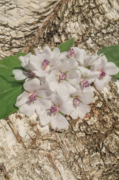 Wild flower Althaea officinalis. Mocsári mályva nyári virágok. A fából készült asztal Marshmallow virág. - Fotó, kép