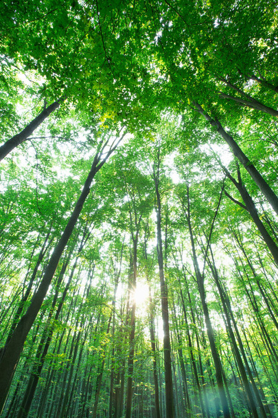 Forest trees. nature green wood sunlight backgrounds - Фото, зображення