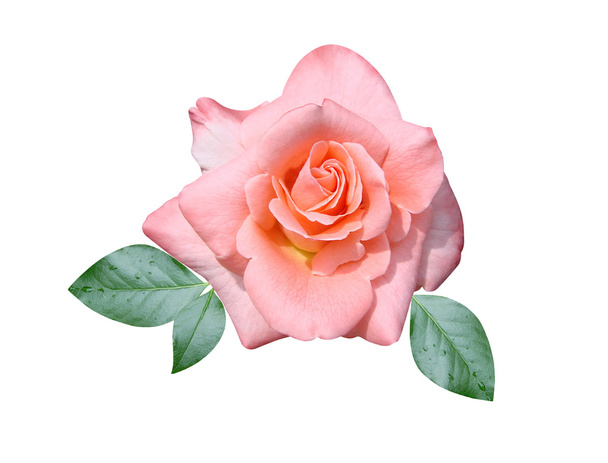 Розовая роза
 - Фото, изображение