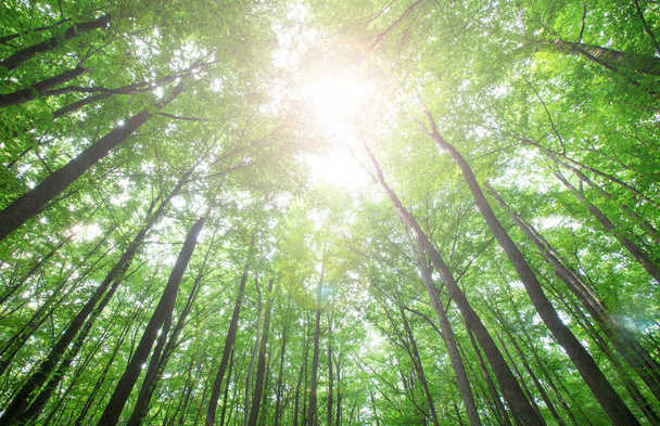forest trees. nature green wood sunlight backgrounds - Foto, immagini