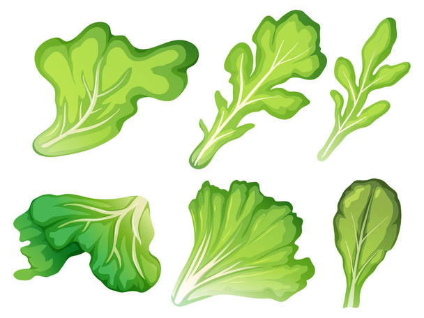 Salaatinlehtien kuvitus
 - Vektori, kuva