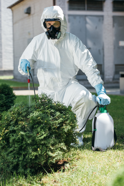 працівник боротьби з шкідниками при рівномірному розпиленні пестицидів на кущі
  - Фото, зображення