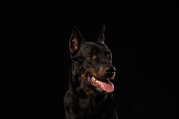 Doberman Pinscher Perro de pie y mirando delante de él sobre fondo negro aislado, Vista lateral
 - Foto, imagen