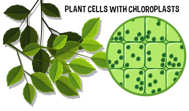 Ilustracja komórek z Choloroplasts - Wektor, obraz
