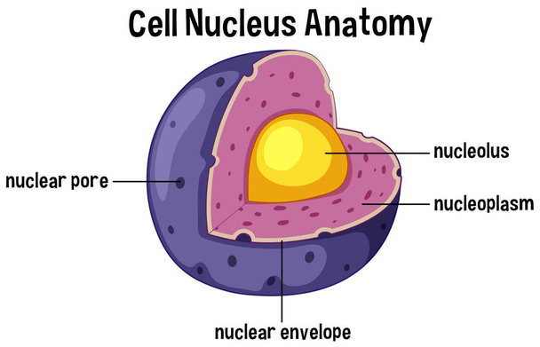 Ilustración del diagrama de anatomía del núcleo celular
 - Vector, Imagen