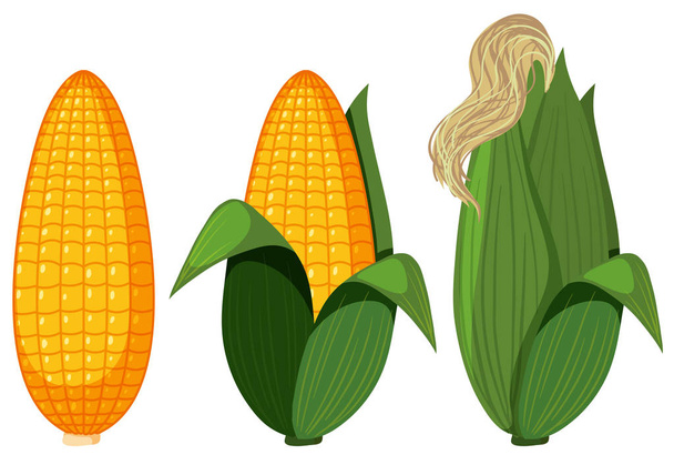 Um conjunto de ilustração de milho orgânico
 - Vetor, Imagem