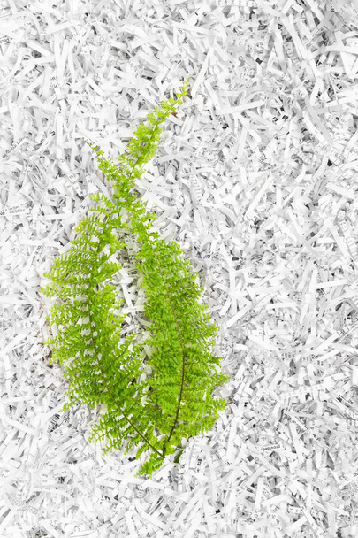 Groene fern plant op witte papiersnippers achtergrond. - Foto, afbeelding