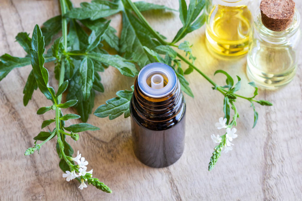 Una bottiglia di olio essenziale comune alla verbena officinalis fresca
 - Foto, immagini
