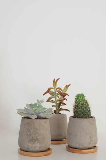Szukkulens növények és beton cserepek Modern divatos szoba dekoráció koncepció fehér háttér másol hely kaktusz - Fotó, kép