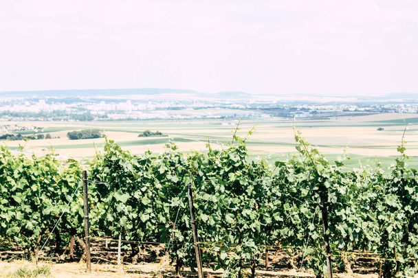 champagne, vineyard, france, wine, green, landscape, nature, row, vine, reims, europe, field, rural, harvest, summer, tree, outdoor, scene, agriculture, hill, countryside, grape, vineyards, plant, scenic, sky, leaf, view, day - Photo, Image