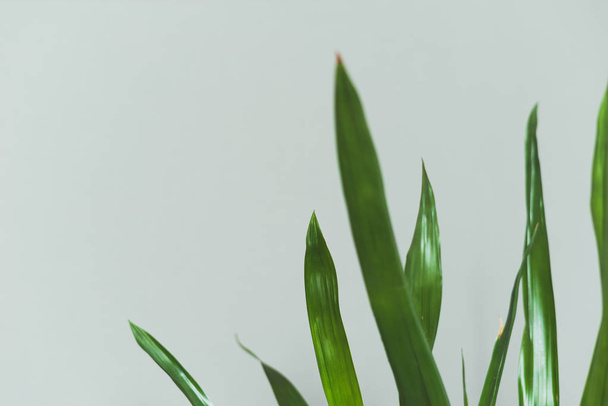 Green plant on grey wall background with copy space - Foto, afbeelding