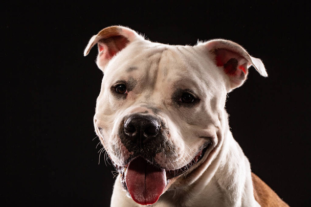 Porträt eines Pitbull-Hundes in Großaufnahme im Studio mit schwarzem Hintergrund - Foto, Bild