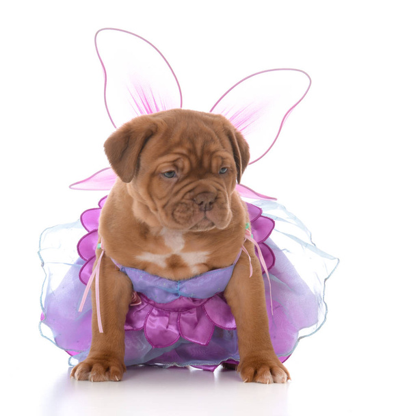 female dogue de bordeaux puppy wearing fairy costume on white background - Foto, afbeelding
