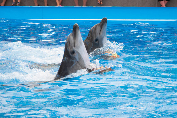 couple of dolphins at show in the Dolphinarium - Photo, Image