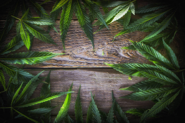 Uma folha de cânhamo em um fundo de madeira branco
 - Foto, Imagem