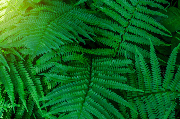 Зелене листя папороті в лісі на сонячному світлі
 - Фото, зображення