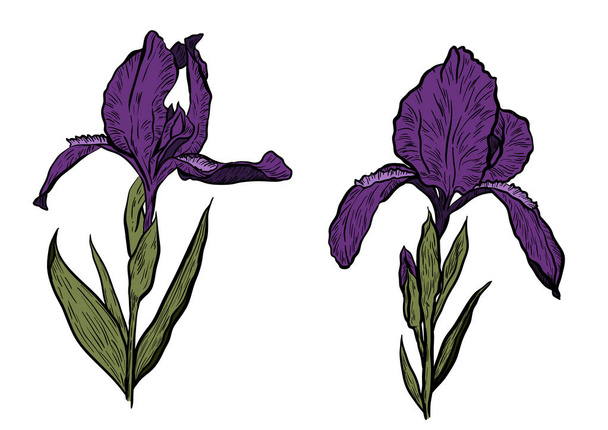 Ručně kreslené iris v vektor na bílém pozadí. - Vektor, obrázek