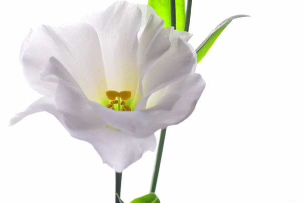 Vista cortada de flor eustoma branco isolado no fundo branco
 - Foto, Imagem