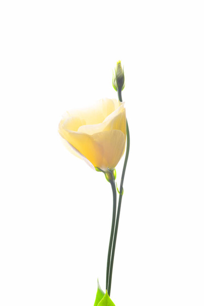 Fiore di eustoma giallo pallido isolato su sfondo bianco
 - Foto, immagini