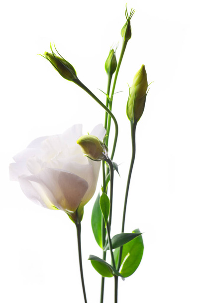 Valkoinen eustoma kukka eristetty valkoisella taustalla
 - Valokuva, kuva
