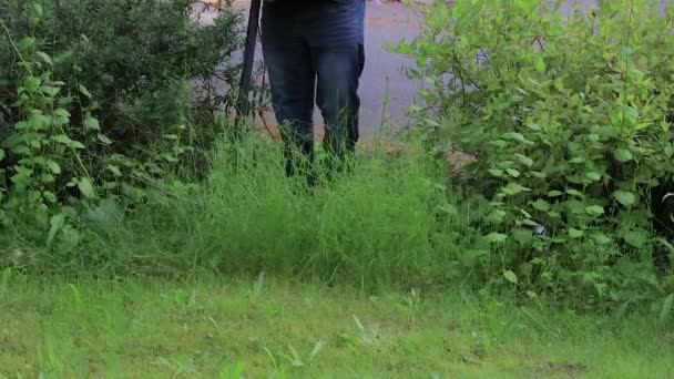 cutting down tall overgrown grass in garden - Footage, Video
