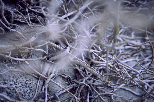 száraz szürke növények ágai, őszi koncepció  - Fotó, kép