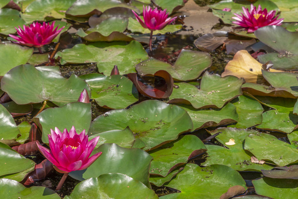 Kwiat Rubra Lilly wody w słoneczny dzień - Zdjęcie, obraz