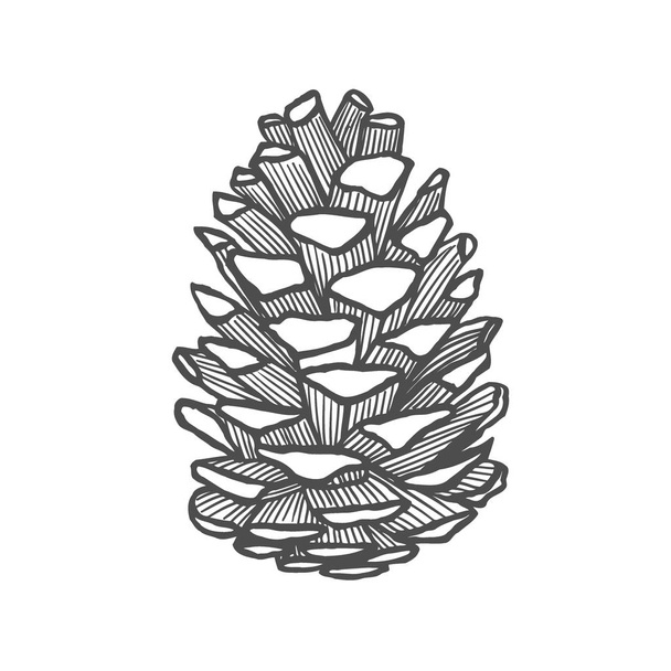 Hand drawn pine cone. Vintage vector illustration - Vektor, obrázek